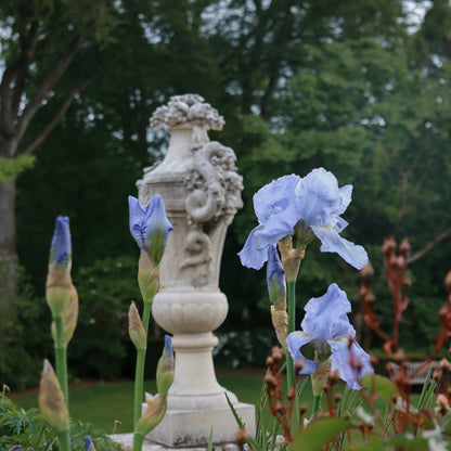 Ruins in Bloom