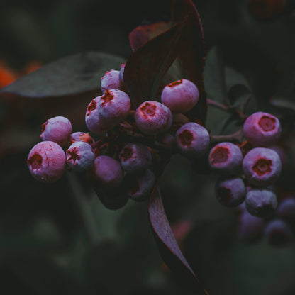 Jam Season